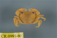 藏品(平背蜞)的圖片